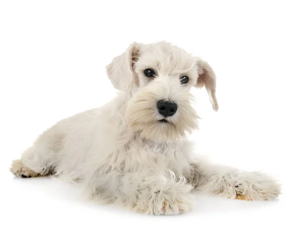 Cachorro branco miniatura schnauzer — Fotografia de Stock