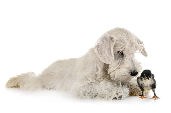 Cachorro blanco miniatura schnauzer — Foto de Stock