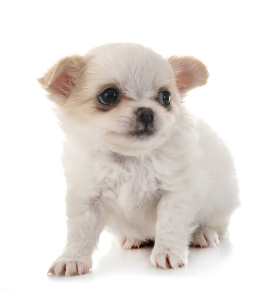 Puppy chihuahua in studio — Stockfoto