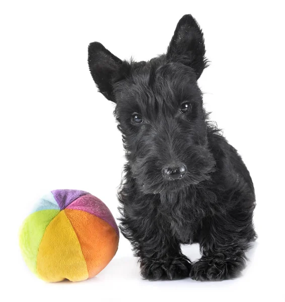 Cucciolo scozzese terrier — Foto Stock