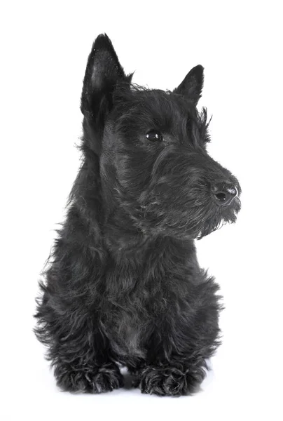 Puppy scottish terrier — Stock Photo, Image