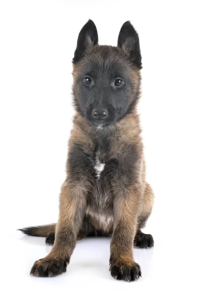 Cachorrinho malinois no estúdio — Fotografia de Stock