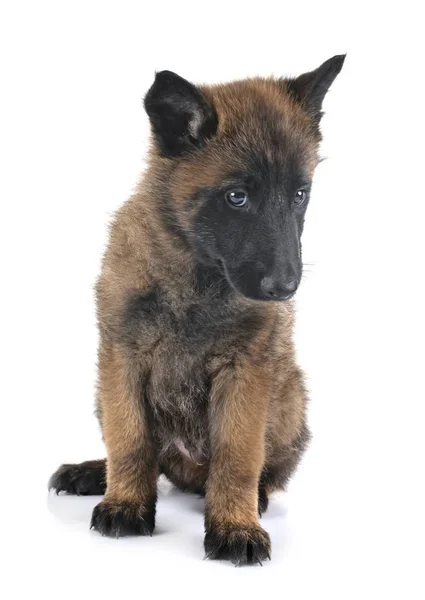 Welpe malinois im Studio — Stockfoto