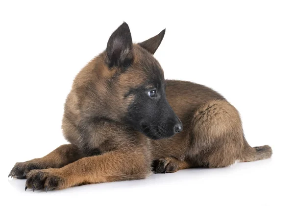 Cachorrinho malinois no estúdio — Fotografia de Stock