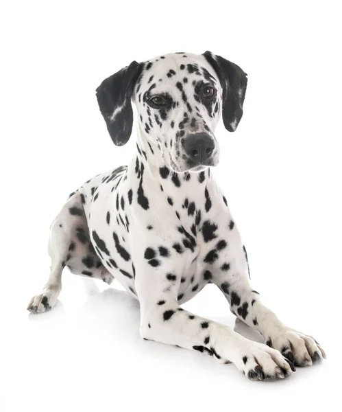 Dalmatian em estúdio — Fotografia de Stock