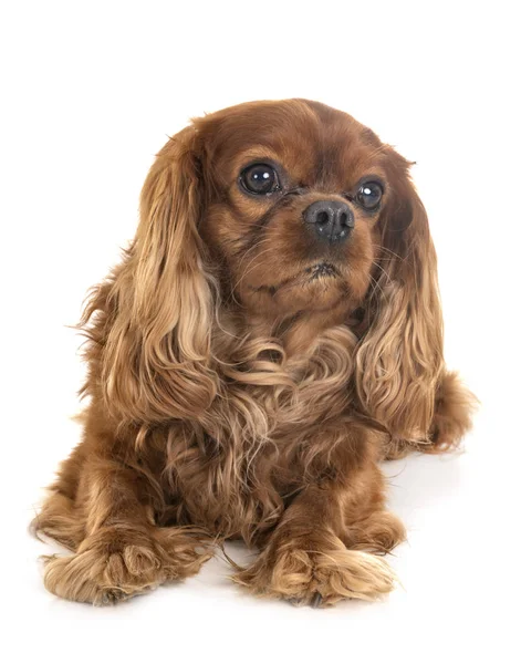 Cavalier King Charles — Stockfoto