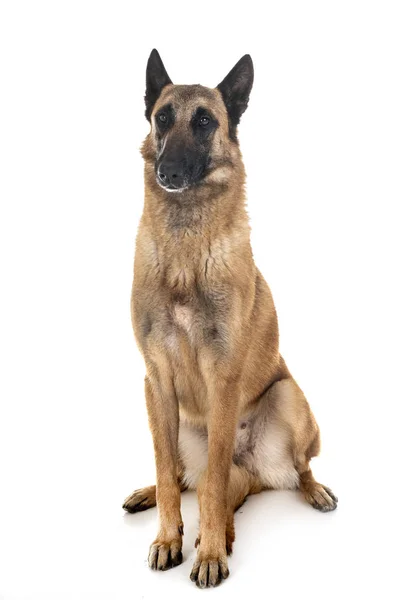 Belga juhászkutya-malinois — Stock Fotó