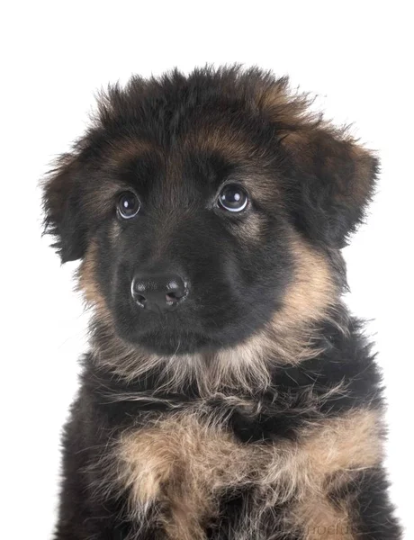 Cachorro pastor alemán — Foto de Stock