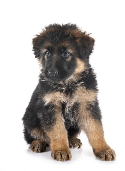 Welpe Deutscher Schäferhund — Stockfoto