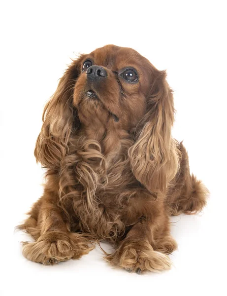 Cavalier King Charles — Stock Fotó