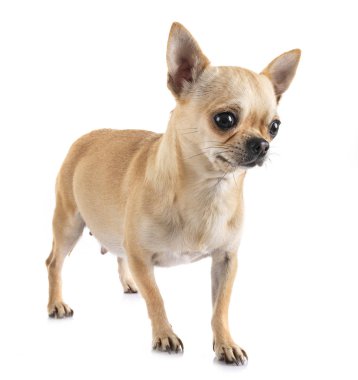 stüdyoda hamile chihuahua