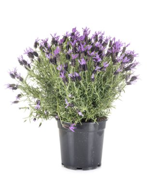 Lavandula stoechas stüdyoda