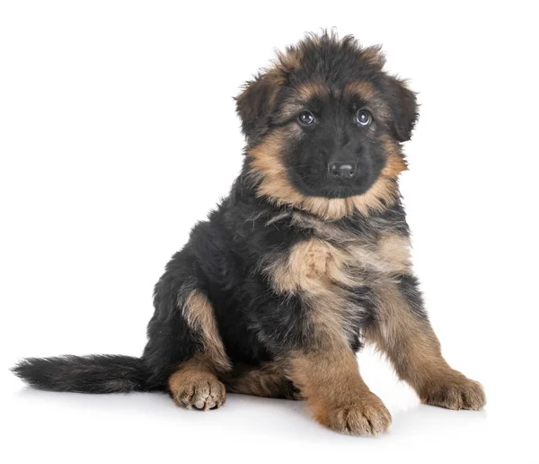 Puppy german shepherd — Stock Photo, Image