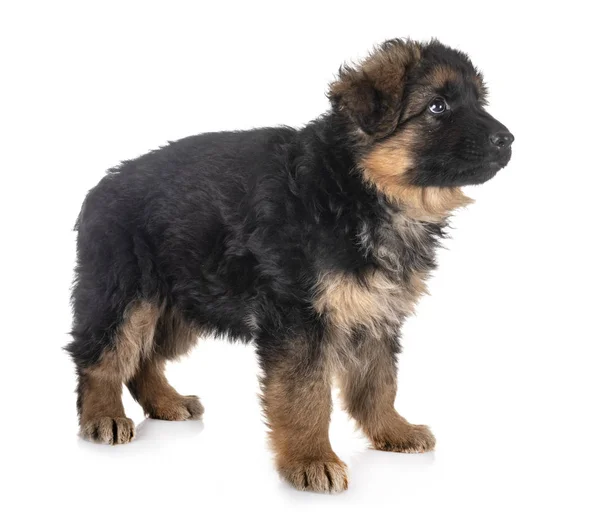 Welpe Deutscher Schäferhund — Stockfoto