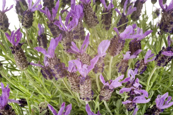 Lavandula stoechas stüdyoda