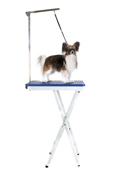 Grooming tafel en kleine hond Stockfoto