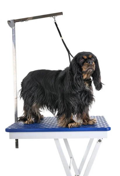 Grooming tafel en kleine hond Stockfoto