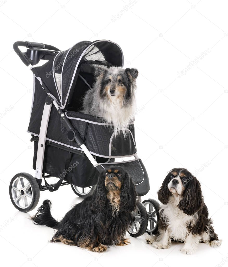 pushchair for dog