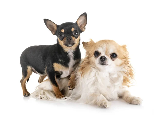 Chihuahuas en estudio — Foto de Stock