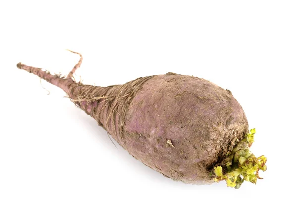 Purple radish in studio — Stock Photo, Image