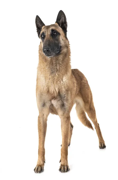 Belçika çoban malinois — Stok fotoğraf