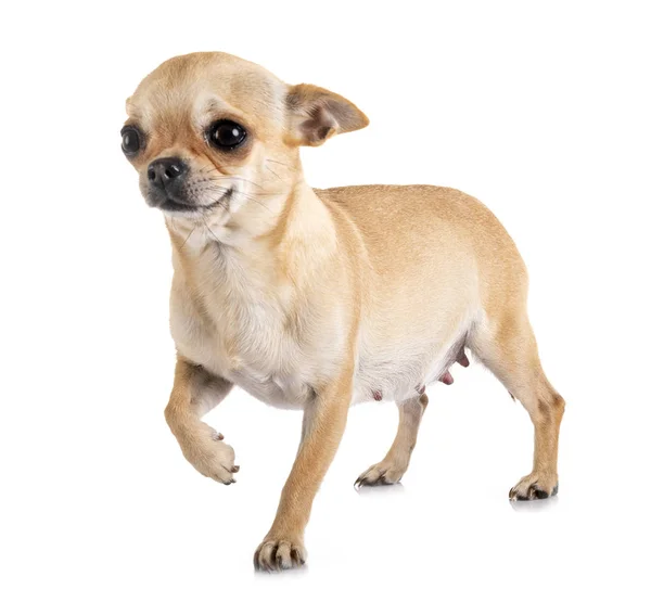 Zwangere Chihuahua in Studio — Stockfoto