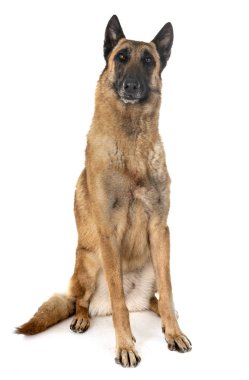 Belçika çoban malinois