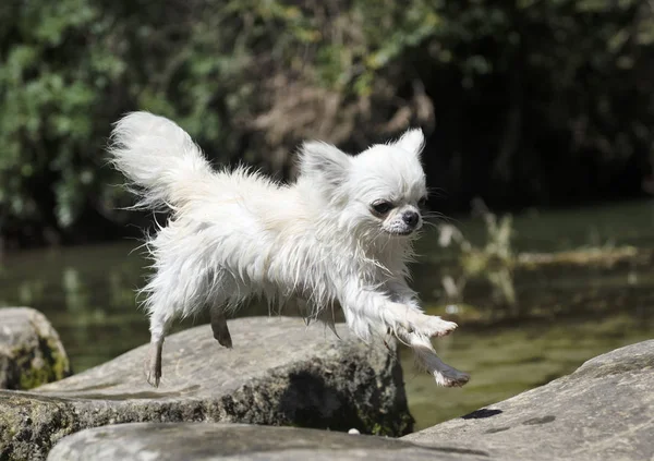 Chihuahua jumping in nature — Stock Photo, Image