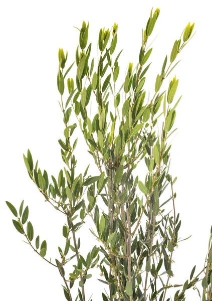 Phillyrea angustifolia in Studio — Stockfoto