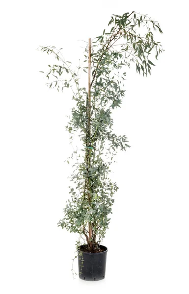 Eucalyptus gunnii en el estudio — Foto de Stock