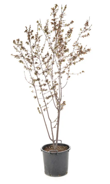 Prunus domestica in de Studio — Stockfoto