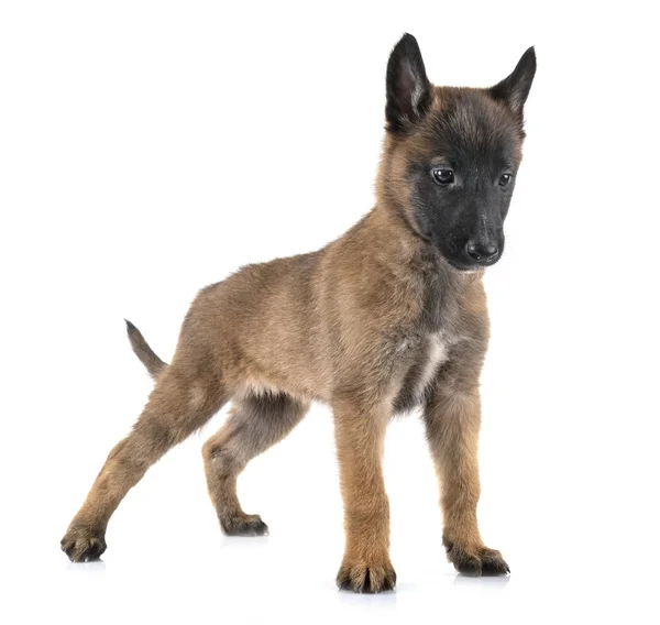 Welpe malinois im Studio — Stockfoto