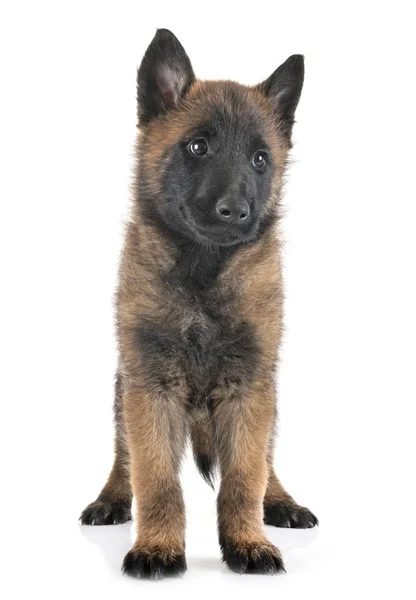 Cachorrinho malinois no estúdio — Fotografia de Stock