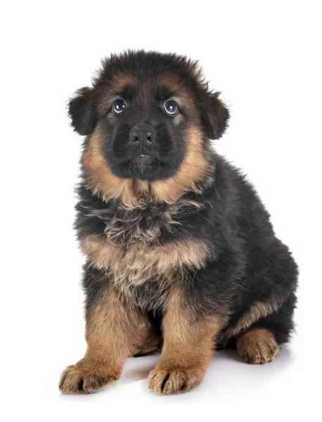 Puppy german shepherd — Stock Photo, Image