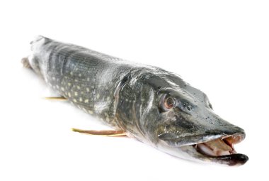 Stüdyoda Kuzey pike