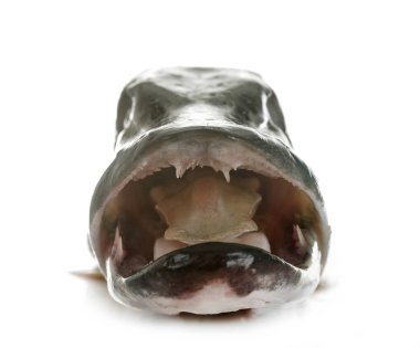 Stüdyoda Kuzey pike