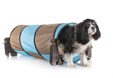 Cavalier King Charles