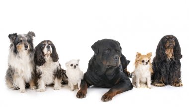 Köpekler Studio
