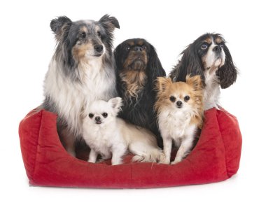 Studio küçük köpekler