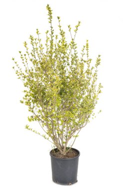Studiio içinde Ligustrum ovalifolium