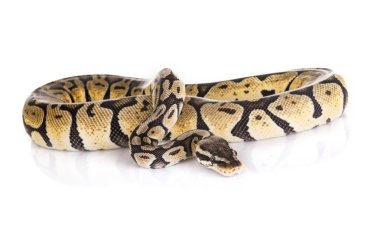Stüdyoda Ball python