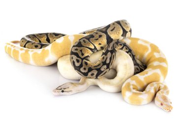 Stüdyoda ball pitonlar