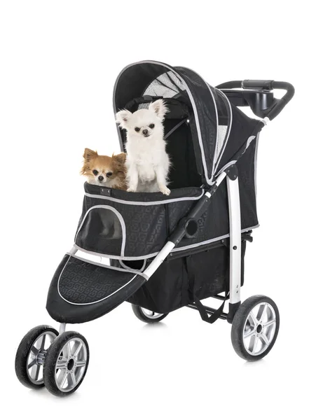 Pushchair for dog — Stock Photo, Image