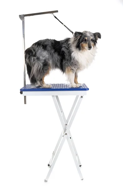 Damat masa ve küçük köpek — Stok fotoğraf