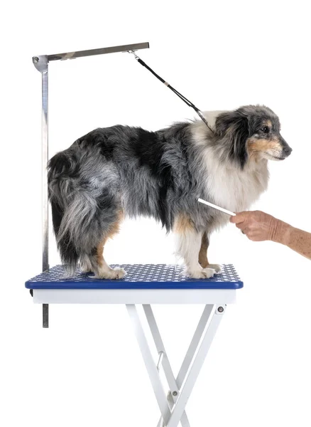 Grooming table and little dog — Stock Photo, Image