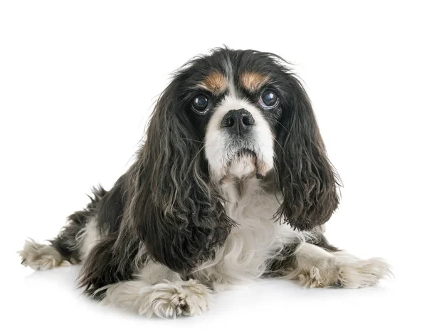 Cavalier King Charles — Φωτογραφία Αρχείου