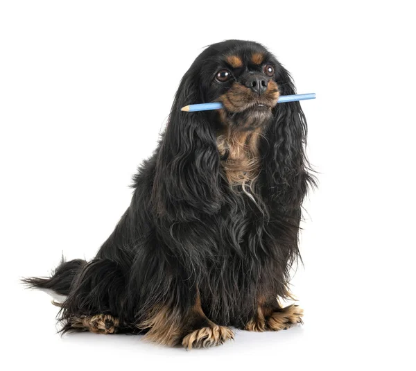 Cavalier king charles — Stock Photo, Image