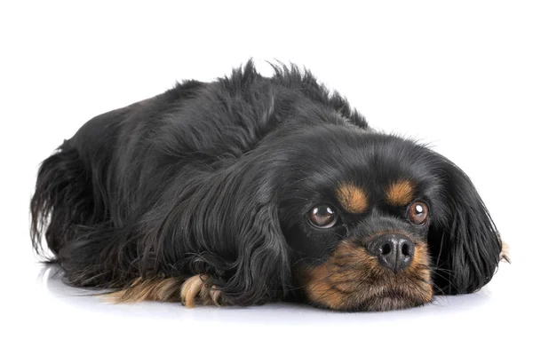 Cavalier king charles — Stock Photo, Image