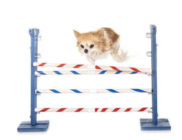 Wendbaarheid en kleine hond — Stockfoto