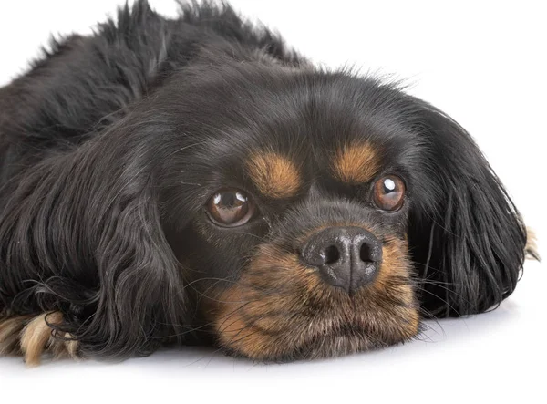 Cavalier King Charles — Zdjęcie stockowe